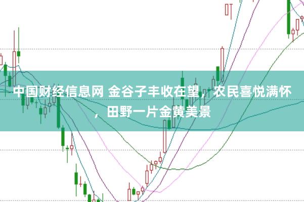中国财经信息网 金谷子丰收在望，农民喜悦满怀，田野一片金黄美景